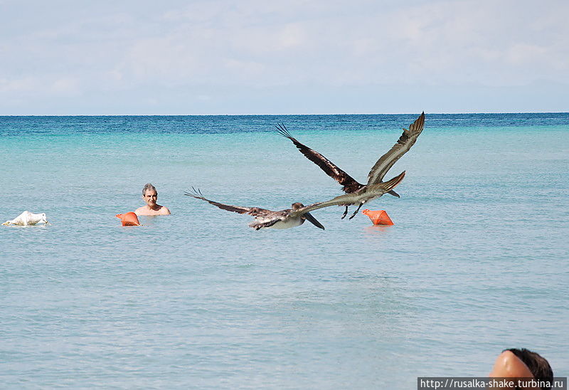 Гордо реет ... пеликан Варадеро, Куба