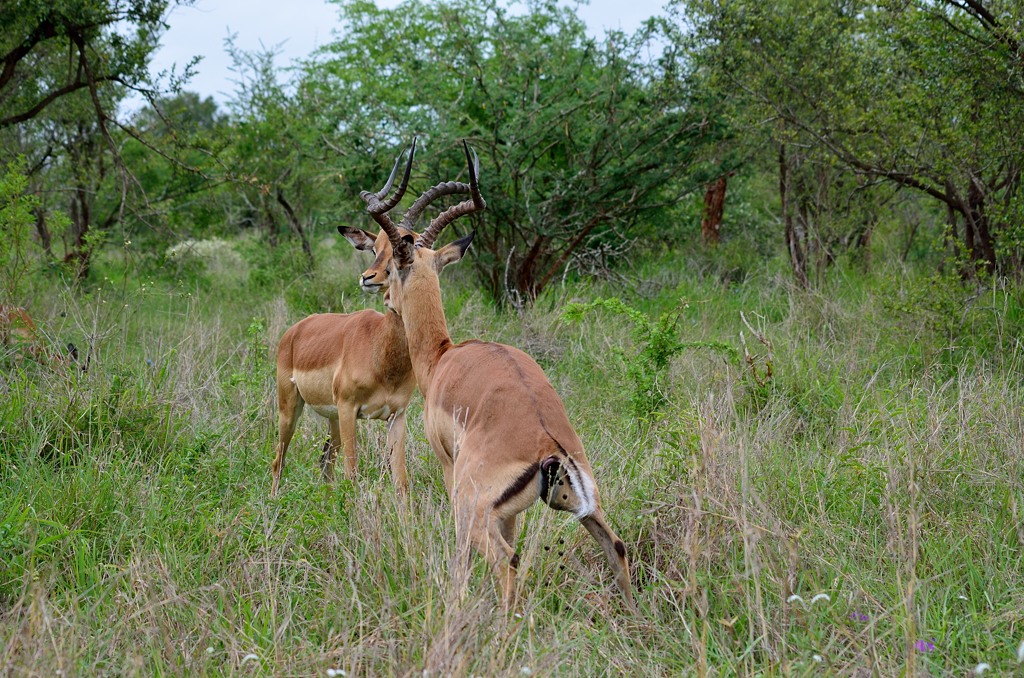 Ж Национальный парк Крюгер, ЮАР