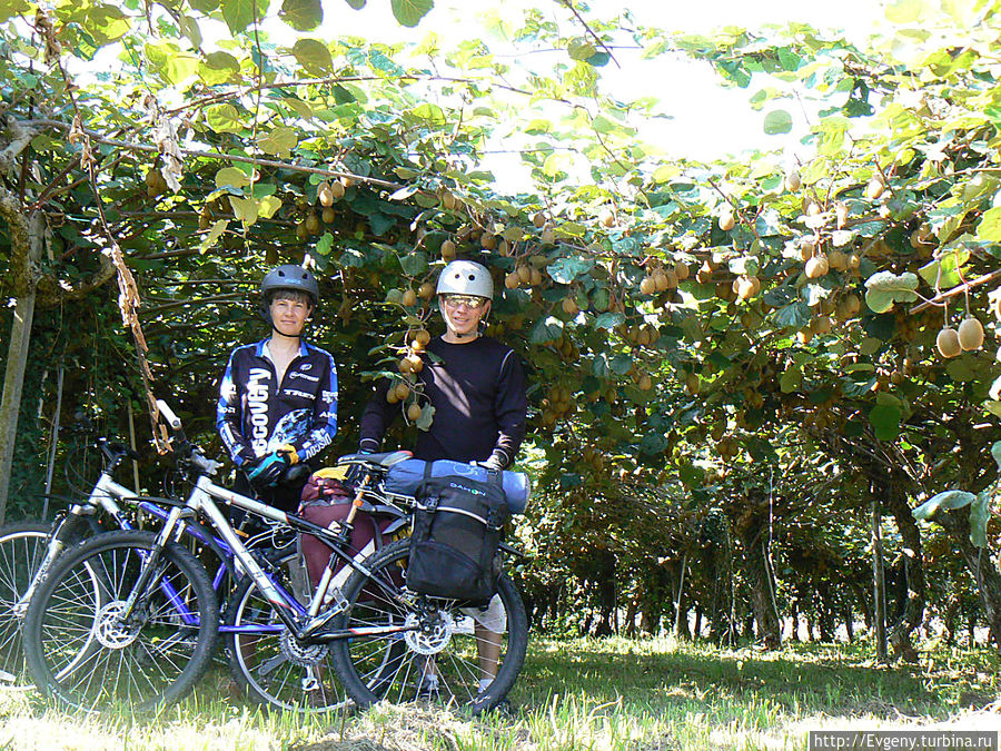 Плантация киви Плантация киви