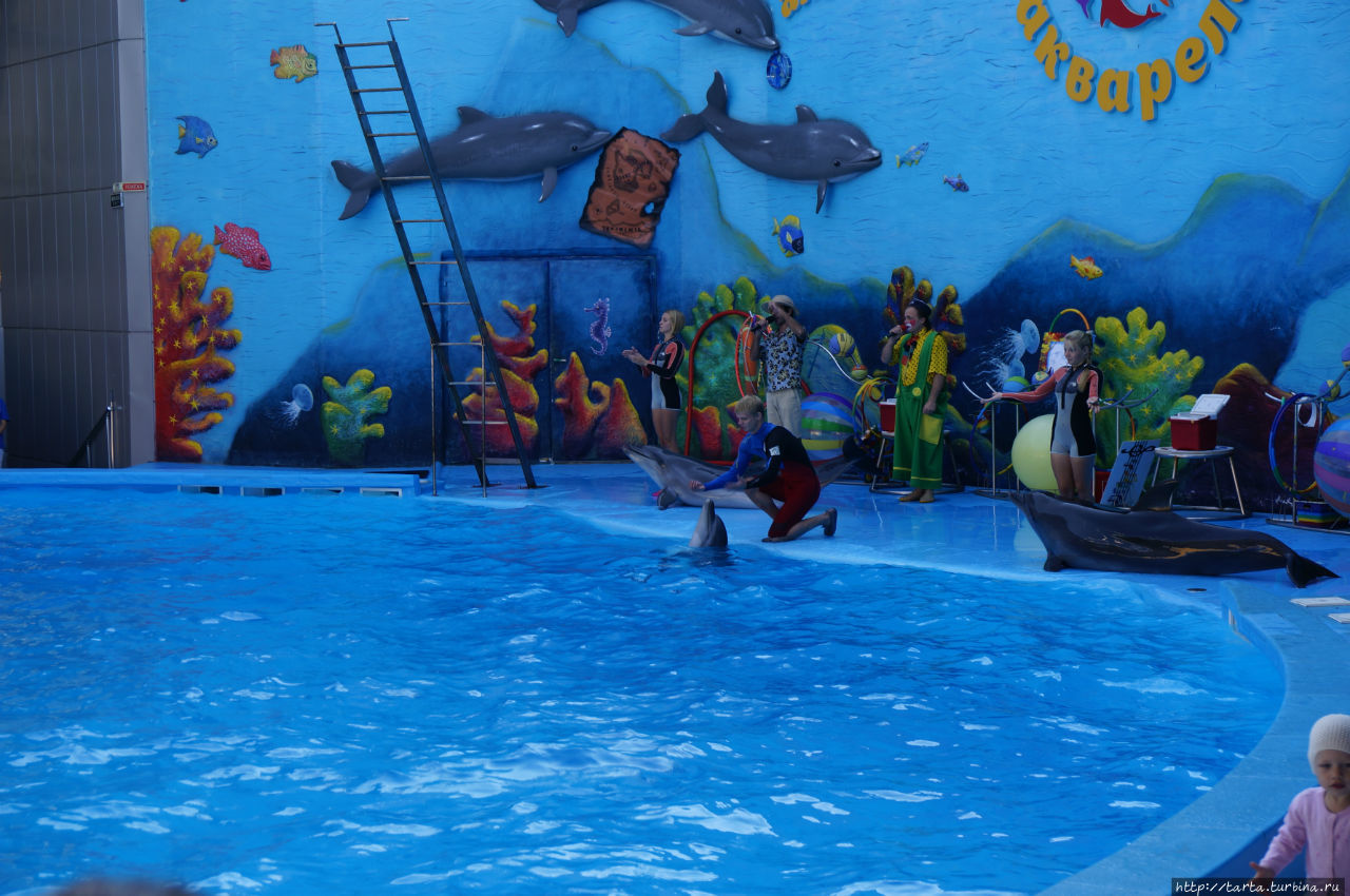 Дельфины способны подарить праздник! Алушта, Россия