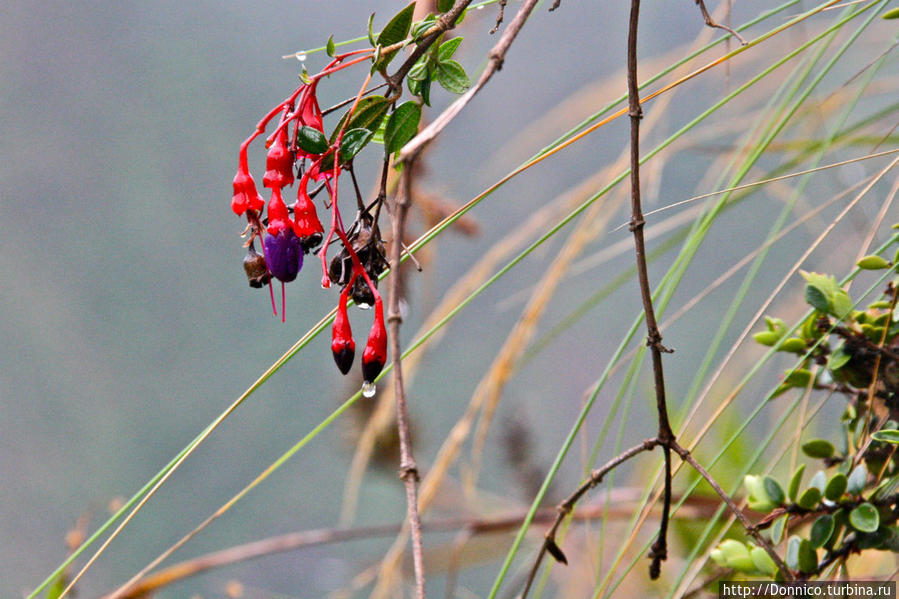 Все о восхождении на Уайнапикчу Мачу-Пикчу, Перу Все о восхождении на Уайнапикчу Мачу-Пикчу, Перу