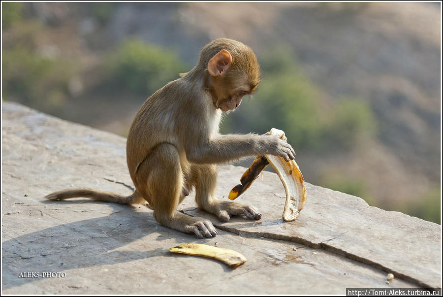 Пока обезьянки!
* Джайпур, Индия