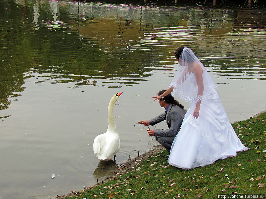 ну не любят лебеди пирожки с вишней:)) ну не любят лебеди пирожки с вишней:))