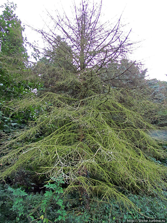 дальше опять по лесу дальше опять по лесу