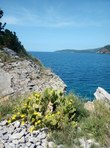 Цветущие кактусы на скале. Остров Св.Николая, Будва, Черногория