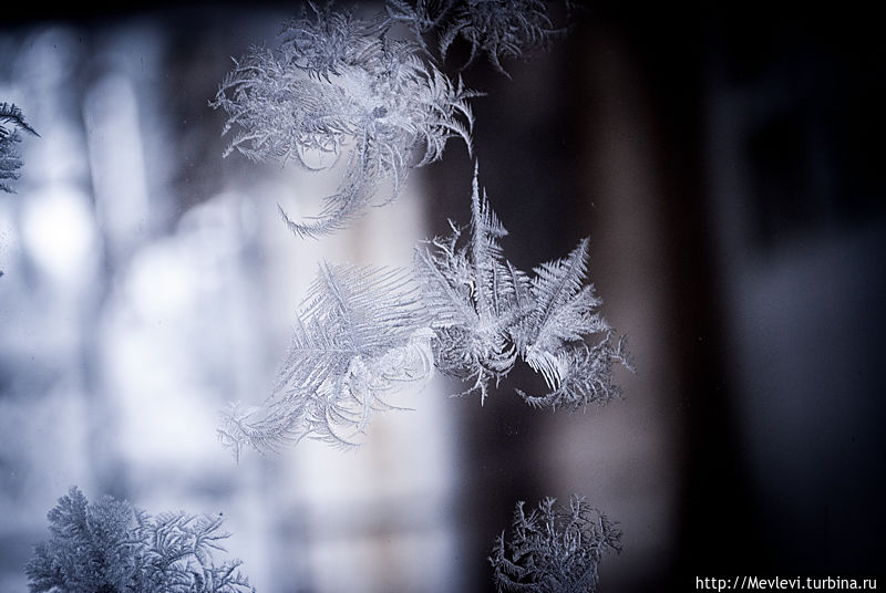 Заснеженная пасека Рига, Латвия Заснеженная пасека Рига, Латвия