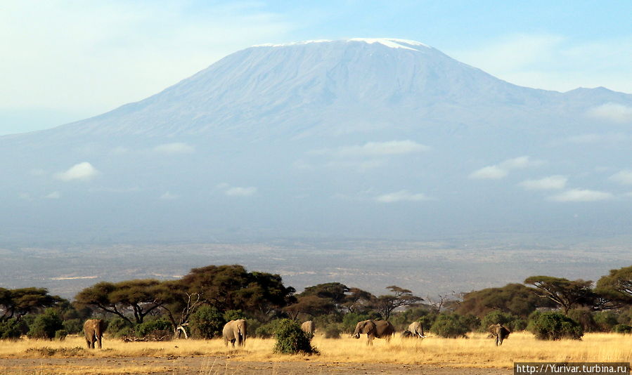 Амбосели – слоны под Килиманджаро Амбосели Национальный Парк, Кения