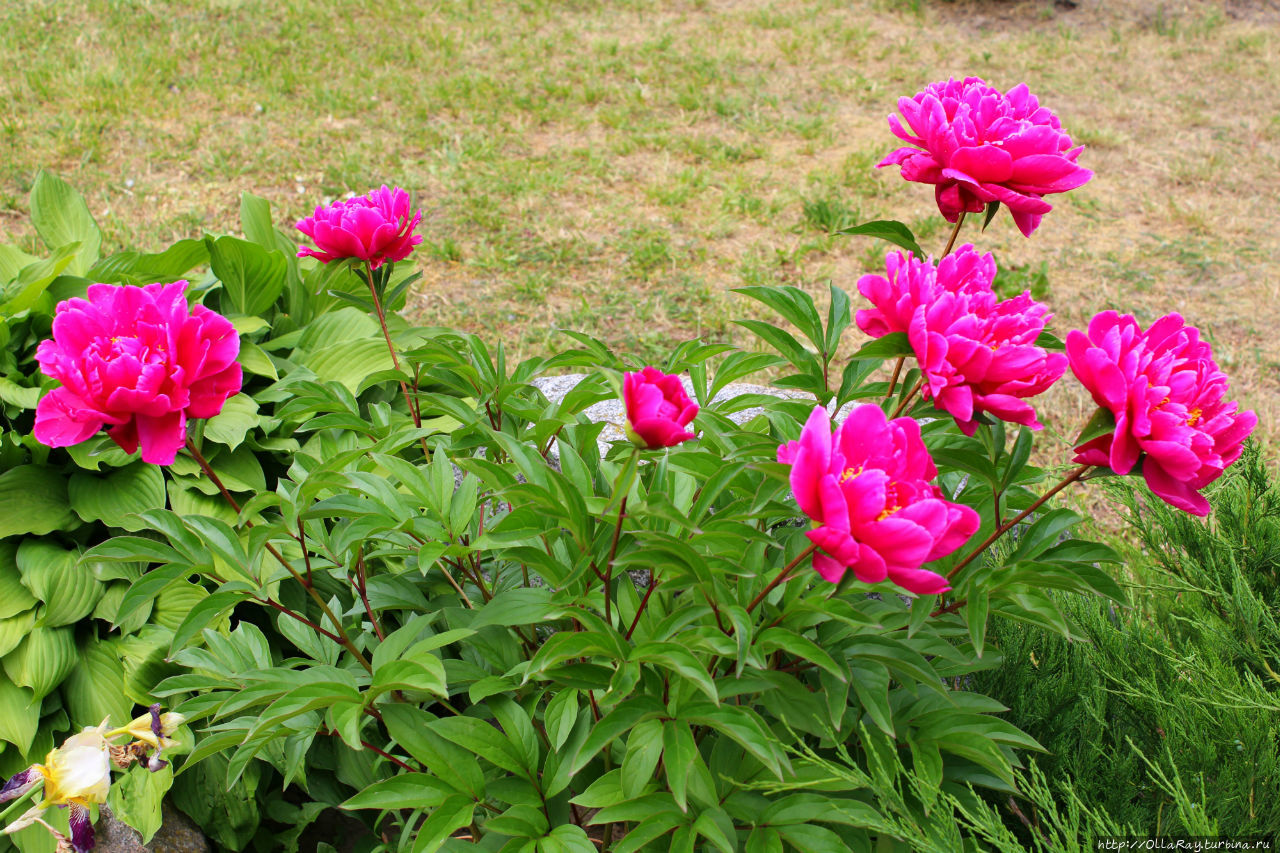 А ещё в июне цветут мои любимые пионы! И мы их видели буквально повсюду. Витебск, Беларусь