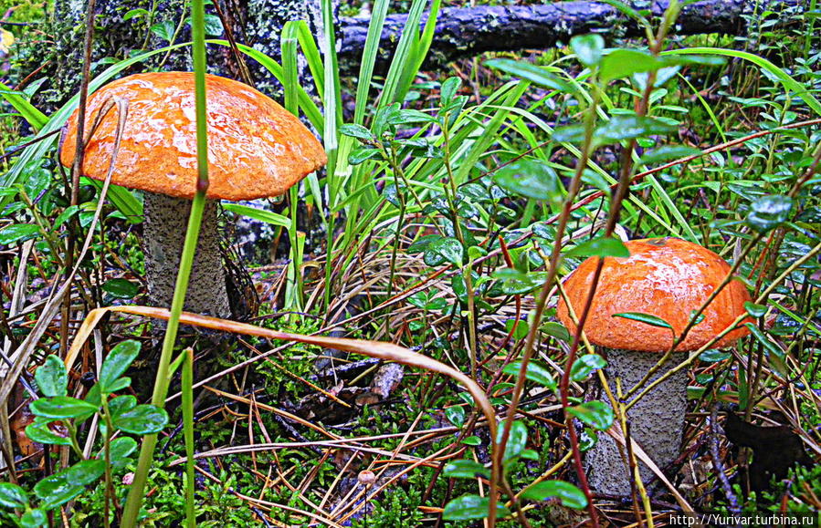 Листопа́д – это вам Ноябрь! Листопа́д – это вам Ноябрь!