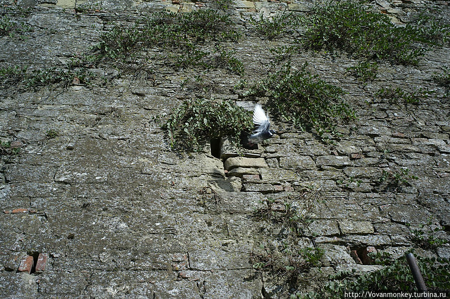 В старой подпорной стене голуби наделали себе гнёзд. Проделан титанический труд не одним поколением голубиного клана. В старой подпорной стене голуби наделали себе гнёзд. Проделан титанический труд не одним поколением голубиного клана.
