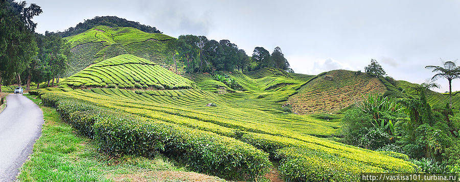 Чайные плантации — Sungai Palas Boh Tea Estate Танах-Рата, Малайзия