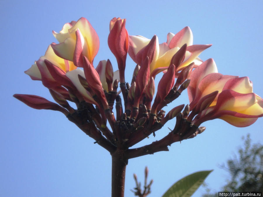 Сначала этот цветок в Таиланде называли лан тхом и популярным он не был, потому что вызывал своим названием у тайцев ассоциации со словом горе. Но цветы поразительно красивы, с нежнейшим ароматом. К тому же это храмовое буддистское дерево. Со временем тайцы стали называть цветок лилавади, что означает красивая девушка. И теперь популярность его в Таиланде пожалуй больше, чем у орхидей и лотоса. Хуа-Хин, Таиланд