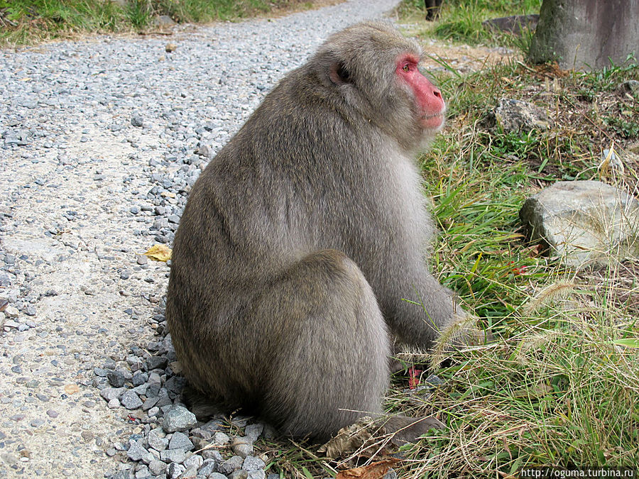 Этот невозмутимый примат встретил меня на входе в парк, и злобно рыкнул на меня, когда я попробовал поднести камеру поближе к его морде Джигокудани Обезьяний Парк, Япония