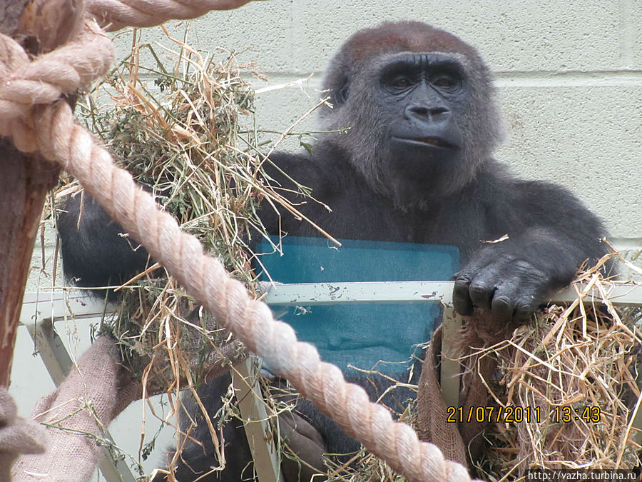 Молодой самец восточной гориллы Молодой самец восточной гориллы