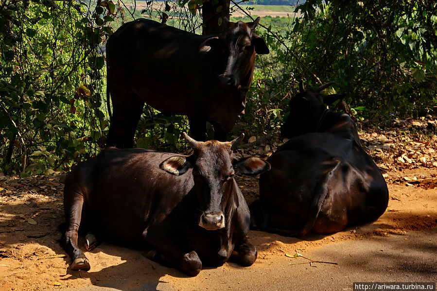 Один из видов индийских коров Штат Махараштра, Индия