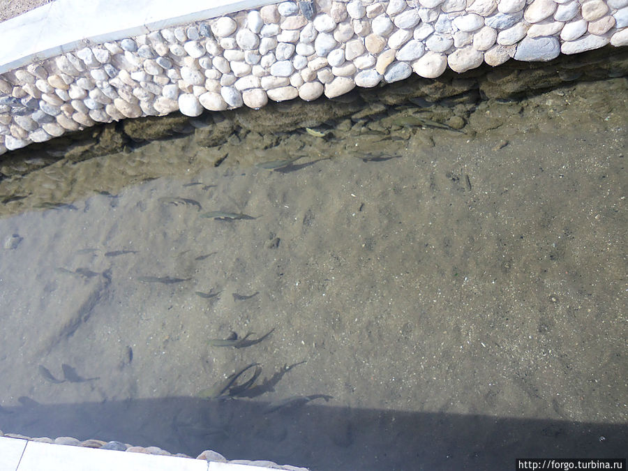 Священная рыба, живущая в источнике Бухара, Узбекистан