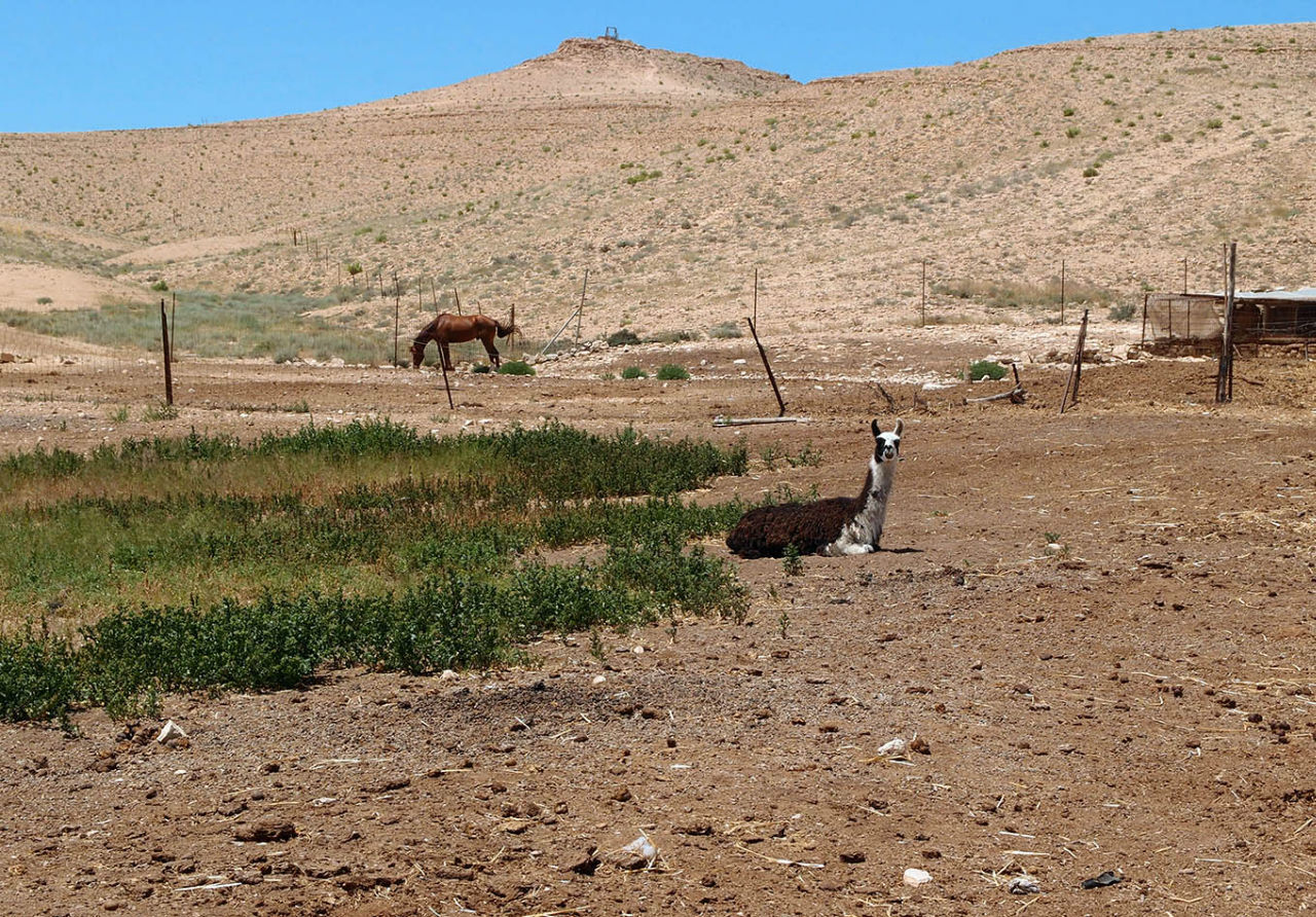 Ферма лам и альпак Мицпе-Рамон, Израиль
