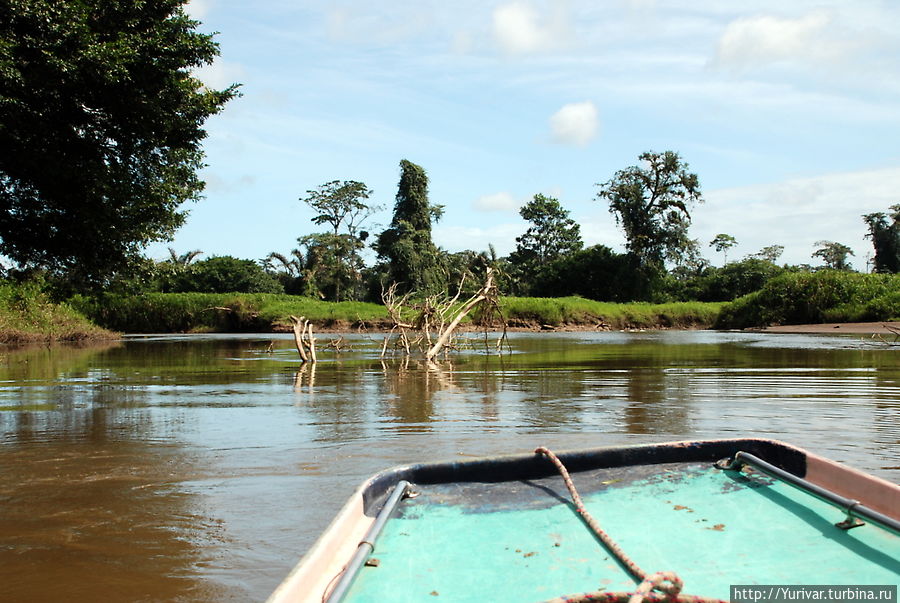 Первые километры по мангровым болотам Тортугеро, Коста-Рика
