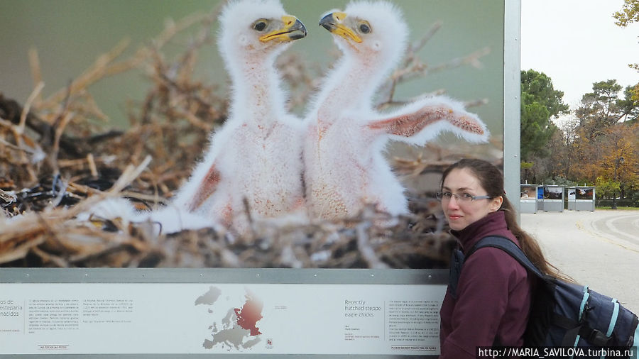 Фото Игоря Шпиленка на выставке в парке Ретиро или вот что значит фотохудожник с мировым именем (!) Фото Игоря Шпиленка на выставке в парке Ретиро или вот что значит фотохудожник с мировым именем (!)