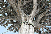 Драконово дерево (Dracaena draco)-2 в городке Икод де лос Винос всего в 100 метрах от своего знаменитого брата.