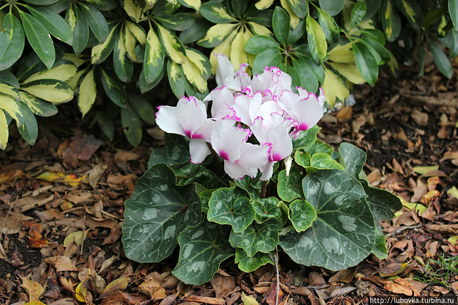 Цикламен. Цикламен.