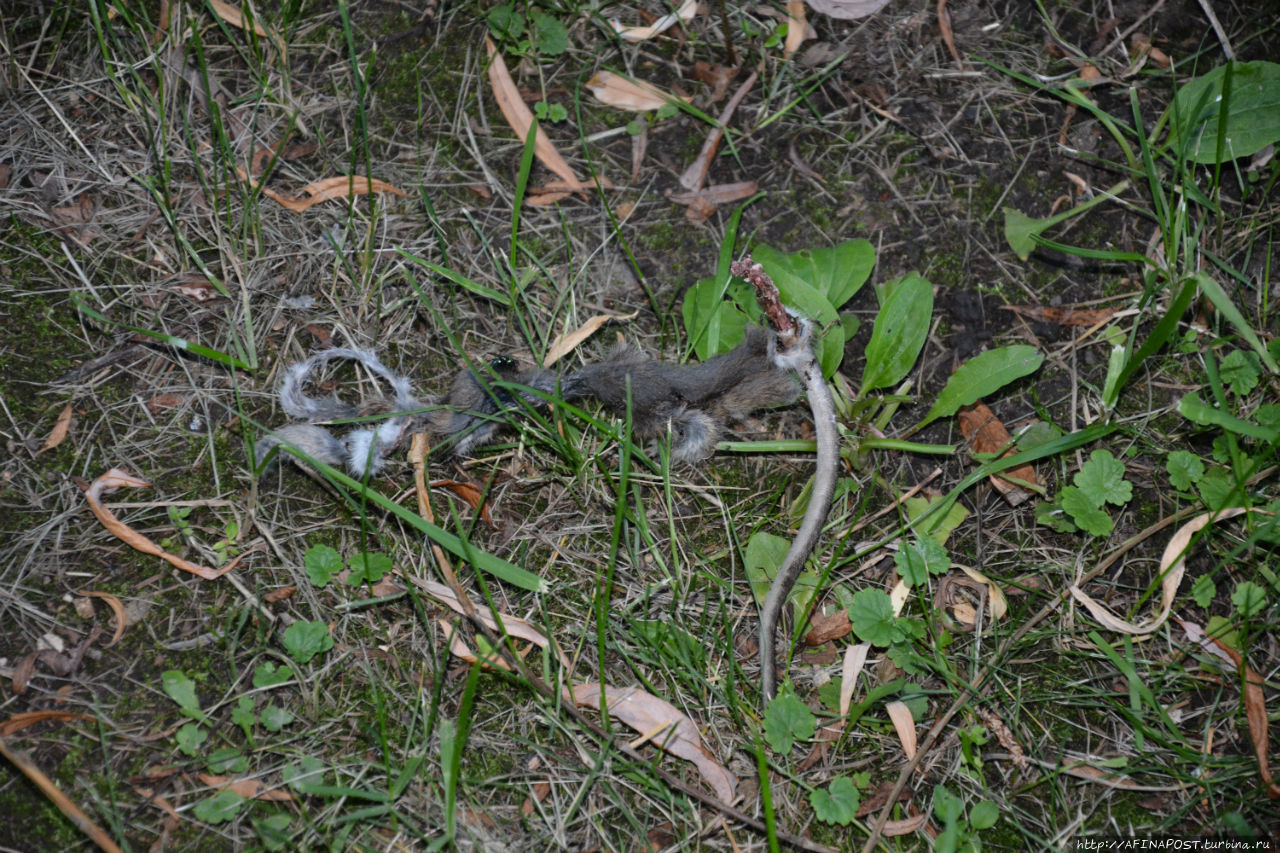 Незваная гостья Москва и Московская область, Россия Незваная гостья Москва и Московская область, Россия