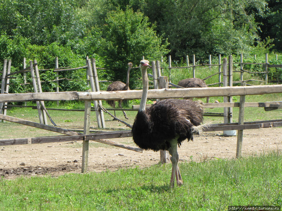 В гости к страусам Геленджик, Россия