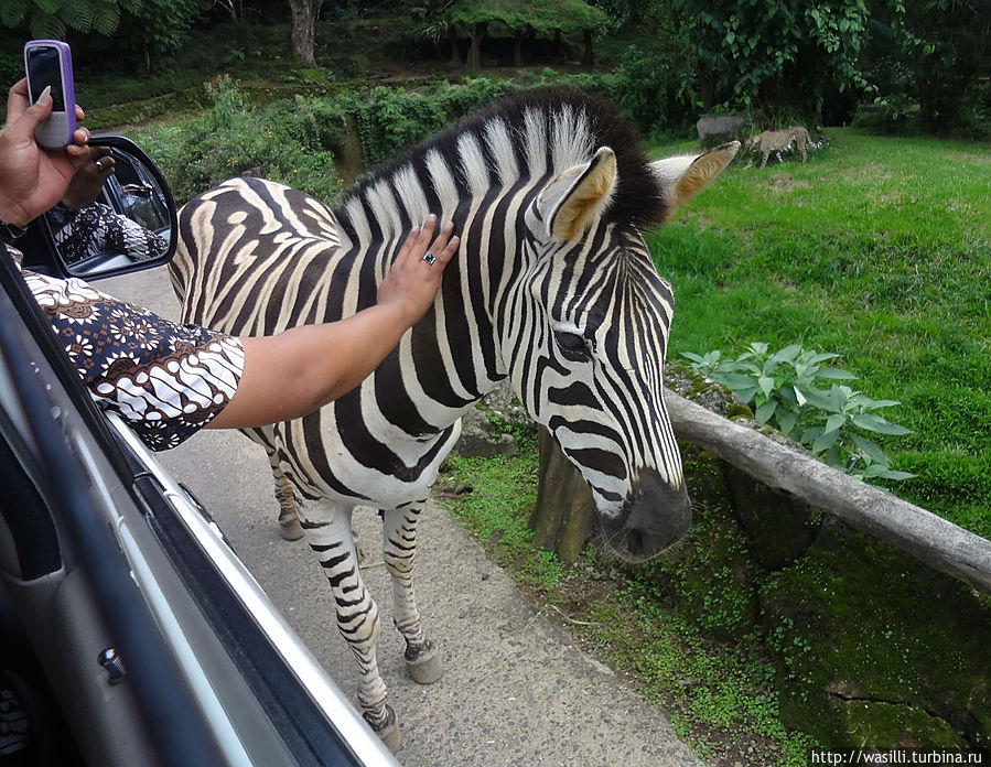 Дружелюбная зебра. Дружелюбная зебра.