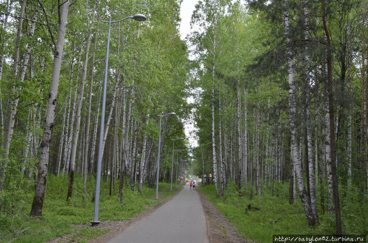 Березовая дорожка Березовая дорожка