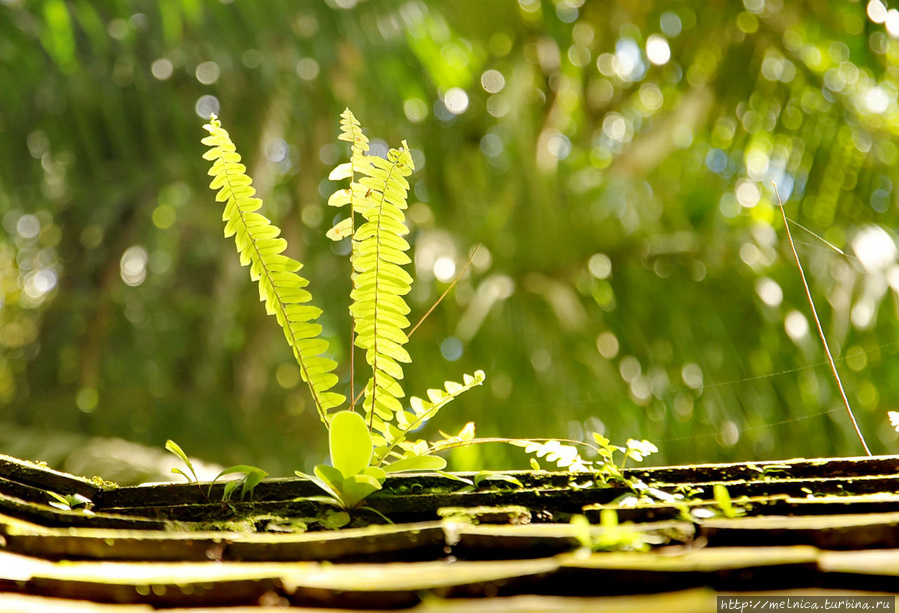 Здешние растения способны расти где угодно! Бако Национальный Парк, Малайзия