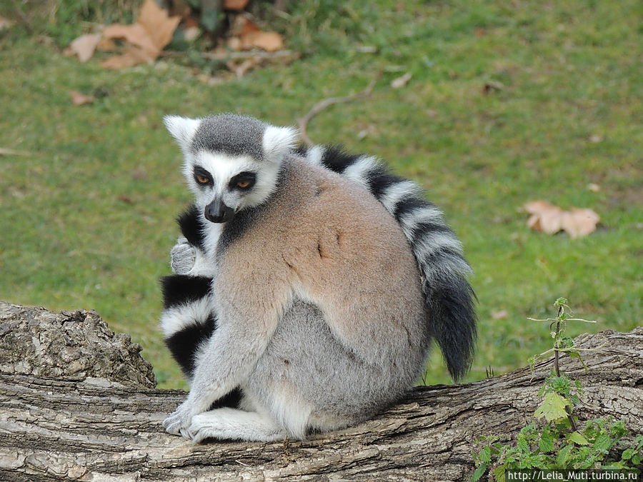 че надо? Рим, Италия че надо? Рим, Италия