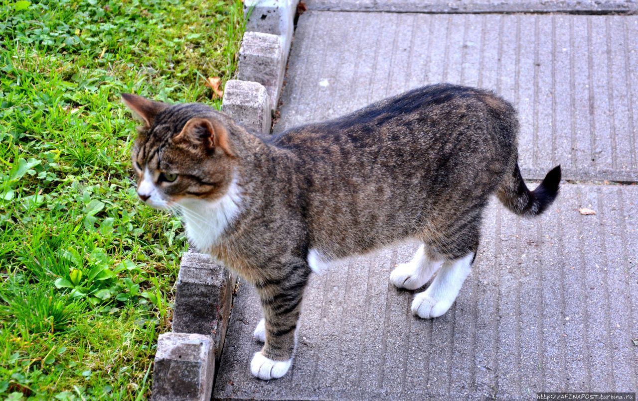 Монастырские кошки. Мэйн-кун и Рыжий Махра, Россия Монастырские кошки. Мэйн-кун и Рыжий Махра, Россия