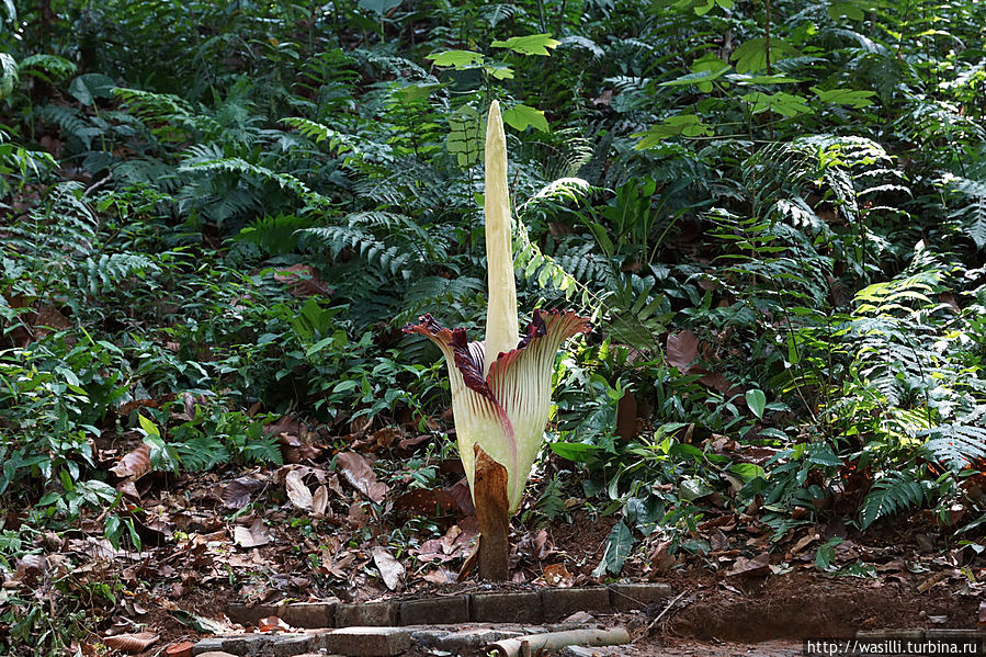 Тропический гигант. Крупнейшее в мире соцветие. Оно может достигать высоты 2,5 м и шириной 1,5 м. Ява, Индонезия