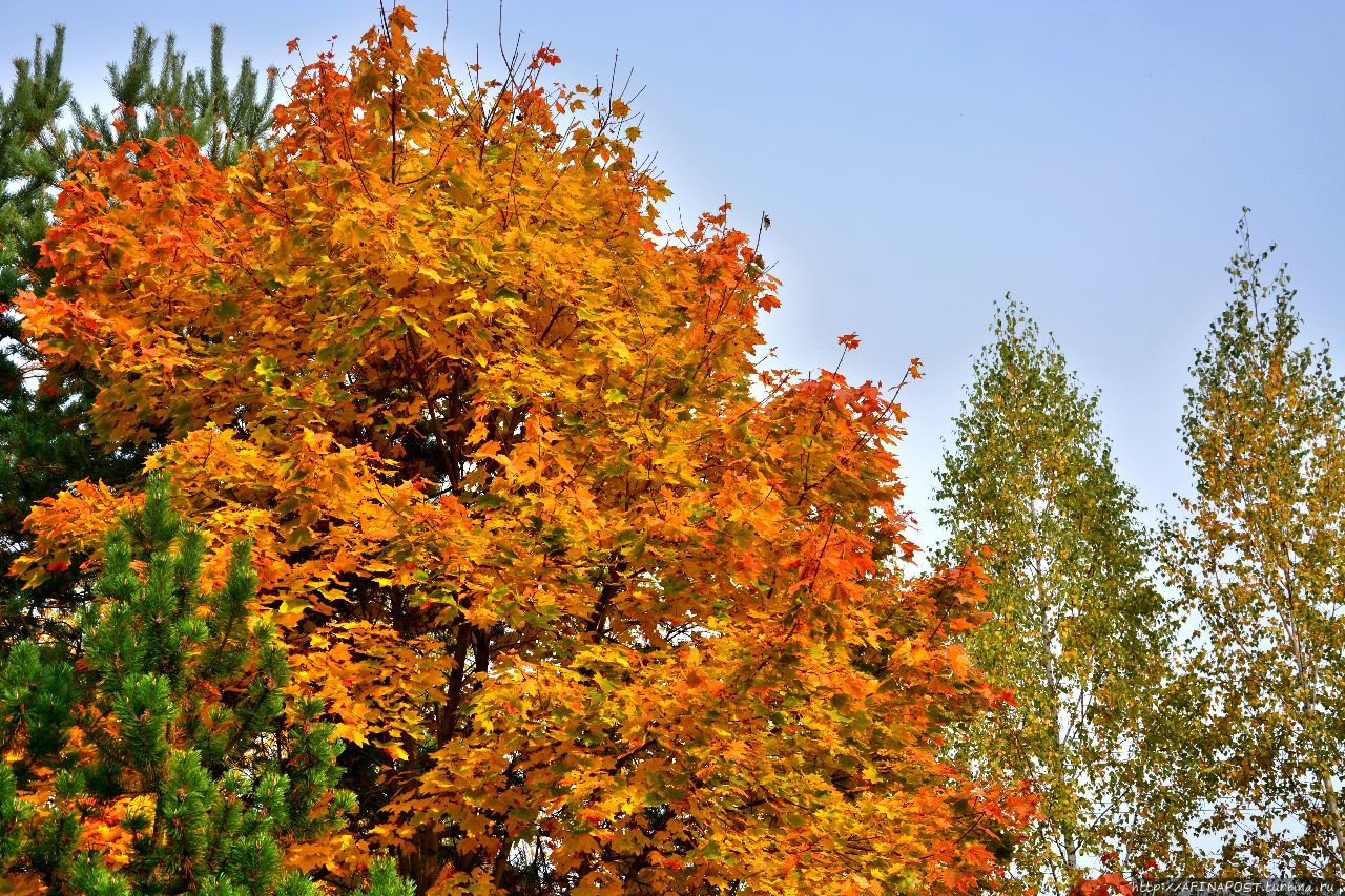 Осень. Зарянка. Родственные души Москва и Московская область, Россия Осень. Зарянка. Родственные души Москва и Московская область, Россия