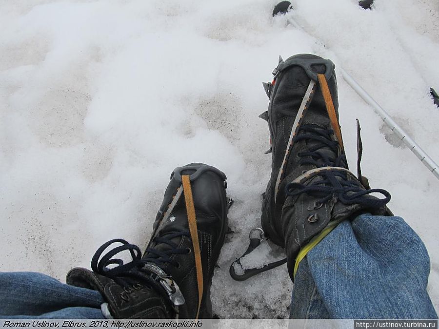 кошки кошки