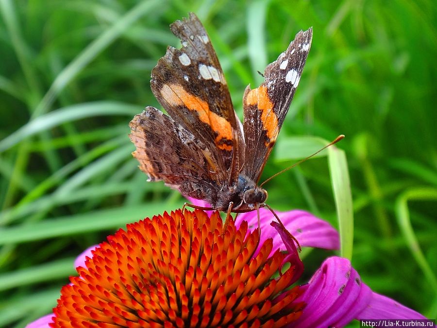 Бабочка Красный Адмирал — одна из основных обитателей этого ботанического сада. Торонто, Канада