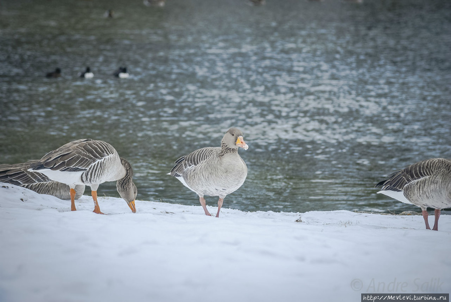 Прогулка в Английский сад Мюнхен, Германия Прогулка в Английский сад Мюнхен, Германия