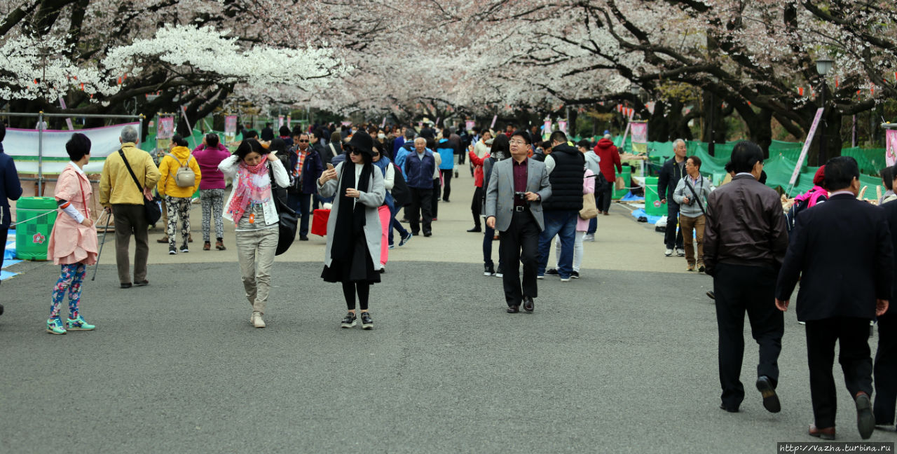 Япония, начало апреля 2015 года Токио, Япония