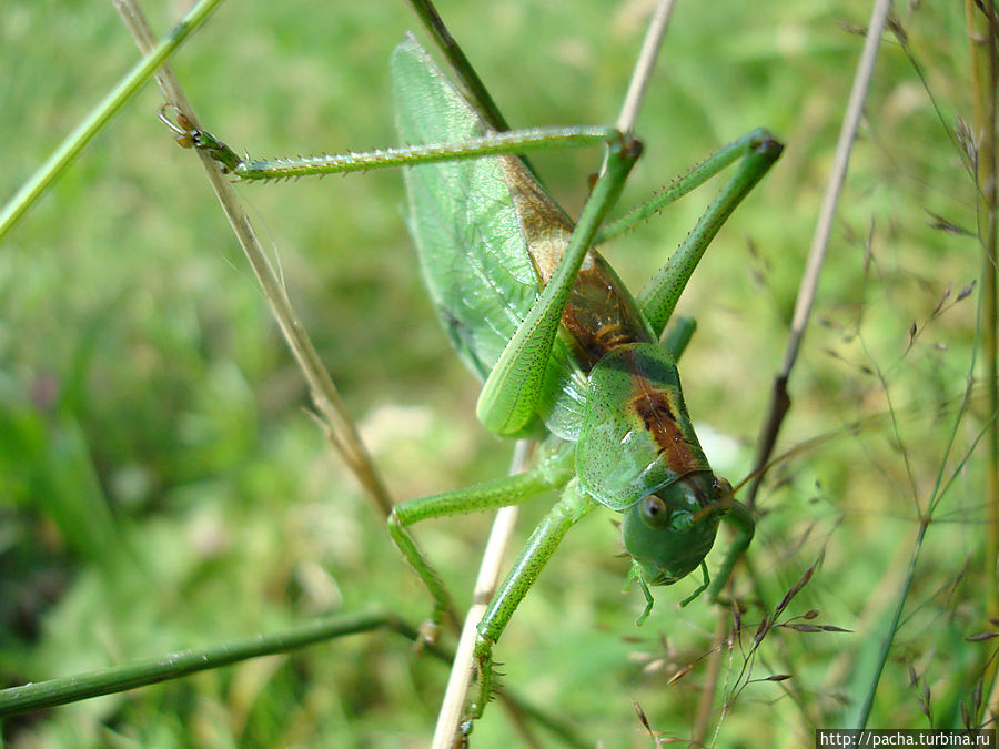 Беларусь фрагменты и зарисовки матушки природы Борисов, Беларусь Беларусь фрагменты и зарисовки матушки природы Борисов, Беларусь