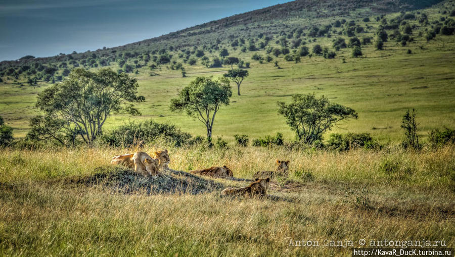 Кения. Национальный Парк Масаи Мара Масаи-Мара Национальный Парк, Кения