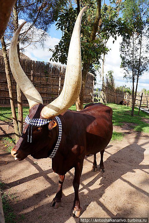Правильные руандийские коровы Нйанза, Руанда