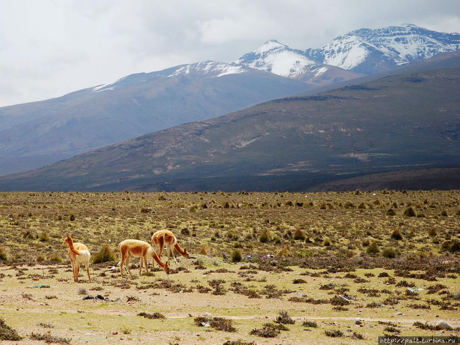 Достояние Перу — гуанако, викуньи, ламы и альпаки Регион Куско, Перу Достояние Перу — гуанако, викуньи, ламы и альпаки Регион Куско, Перу