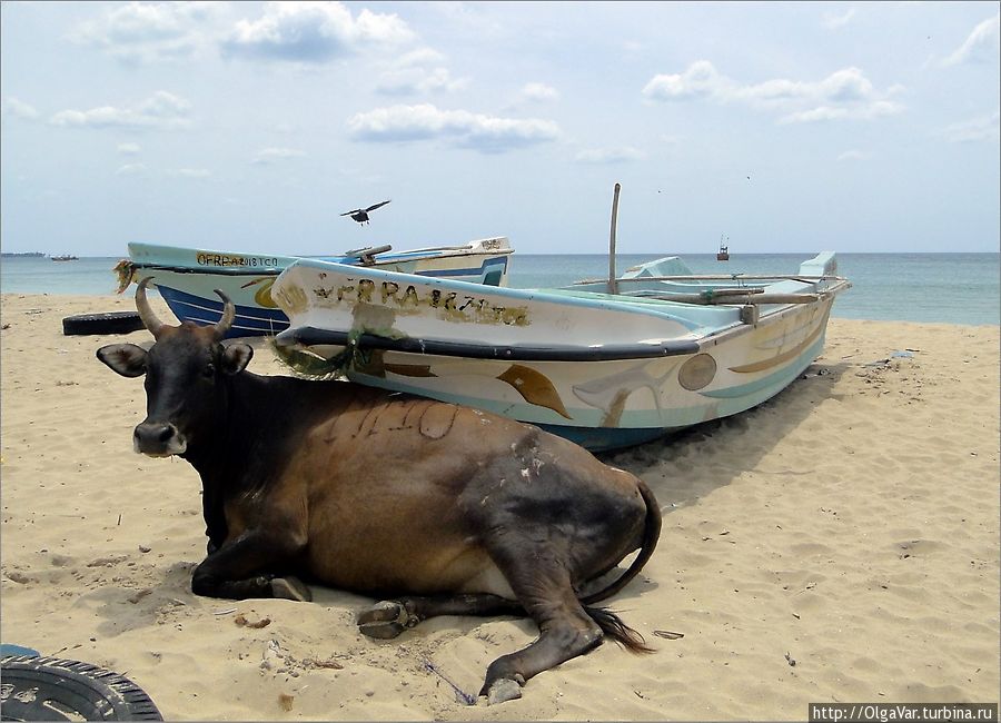 Коровы, как собаки, старались прилечь поближе к лодкам, чтобы хоть немного побыть в тени...