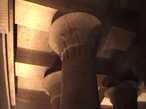 Храм Хатхор (Исиды)