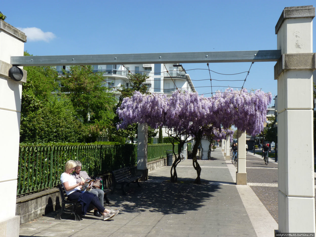 цветет глициния Абано-Терме, Италия цветет глициния Абано-Терме, Италия