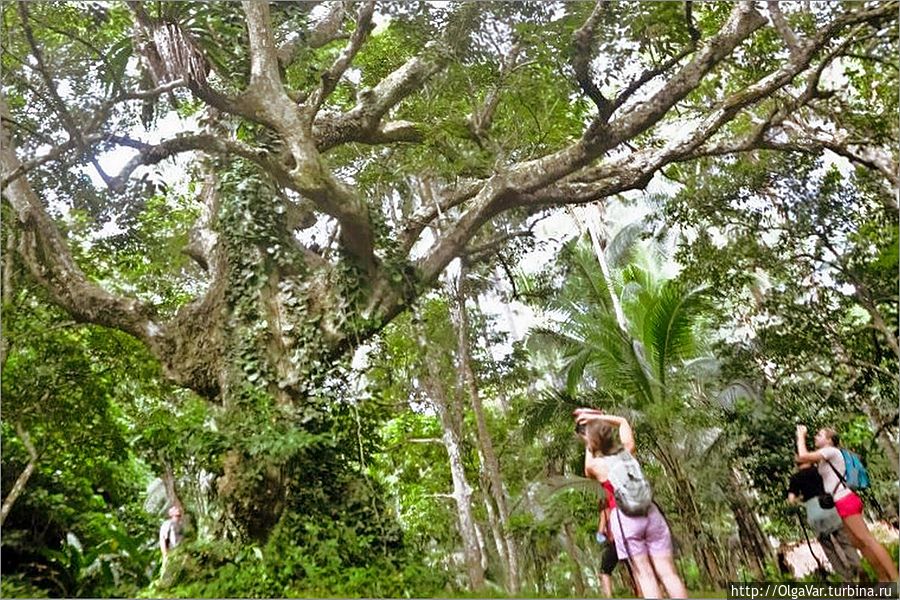 Канариум филиппинский — это огромное дерево, на котором растут знаменитые орехи Булусан, Филиппины