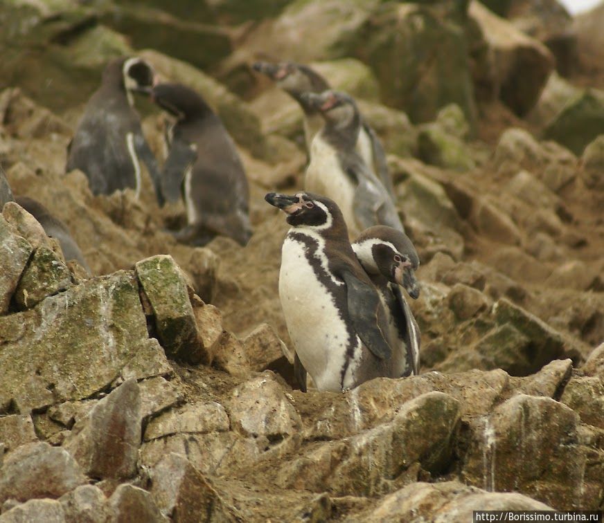 В последний раз таких пингвинов я видел в Алесунде, Норвегия Перу В последний раз таких пингвинов я видел в Алесунде, Норвегия Перу