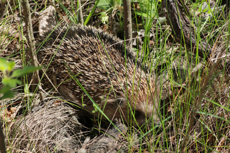 Живность вокруг нас Днепропетровская область, Украина Живность вокруг нас Днепропетровская область, Украина