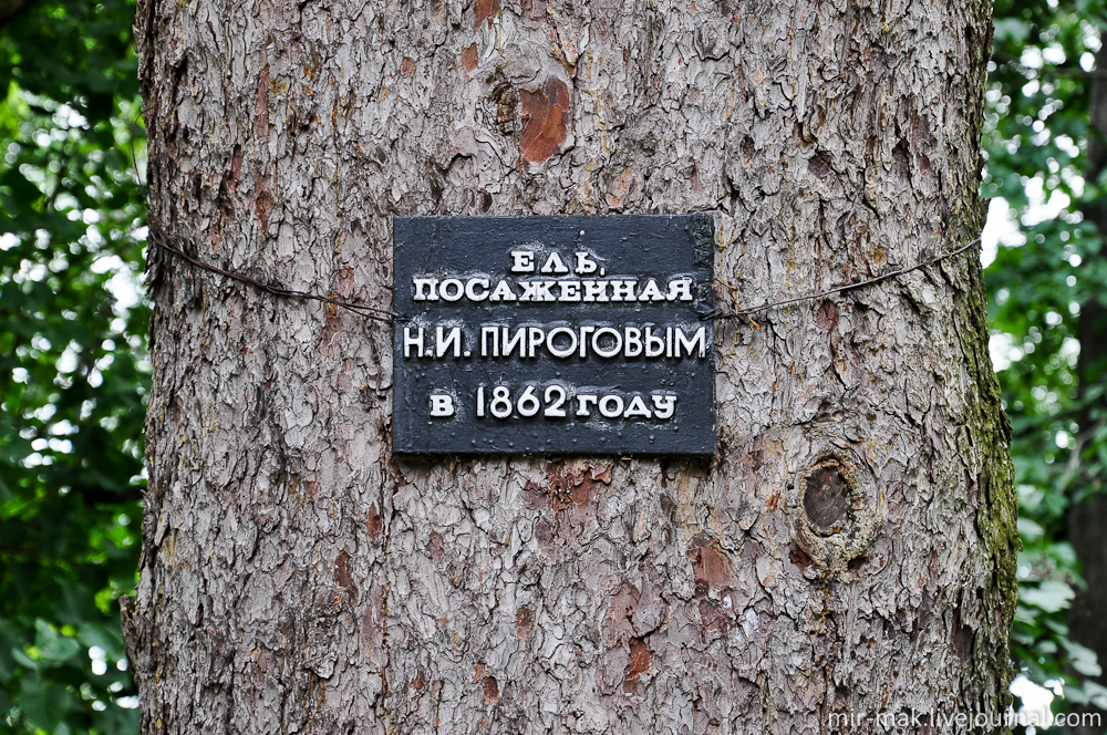 Сохранились две огромные ели, посаженные в 1862 году самим Пироговым. Винница, Украина