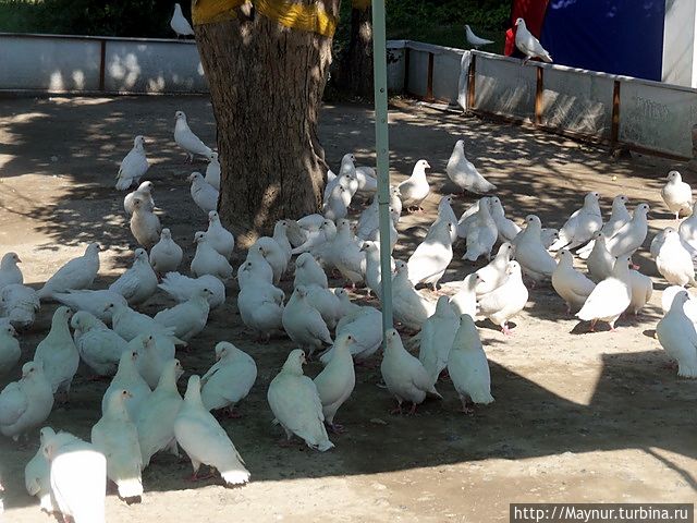 Только белые голуби... Урумчи, Китай